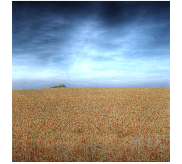 Nordic Cornfield