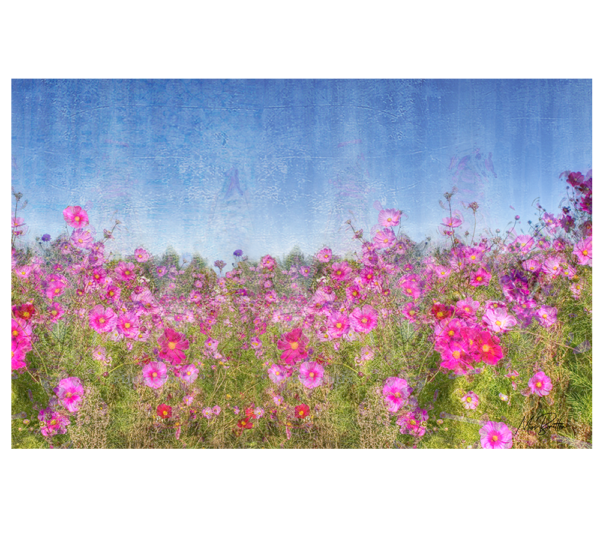 Cosmos Flower Field